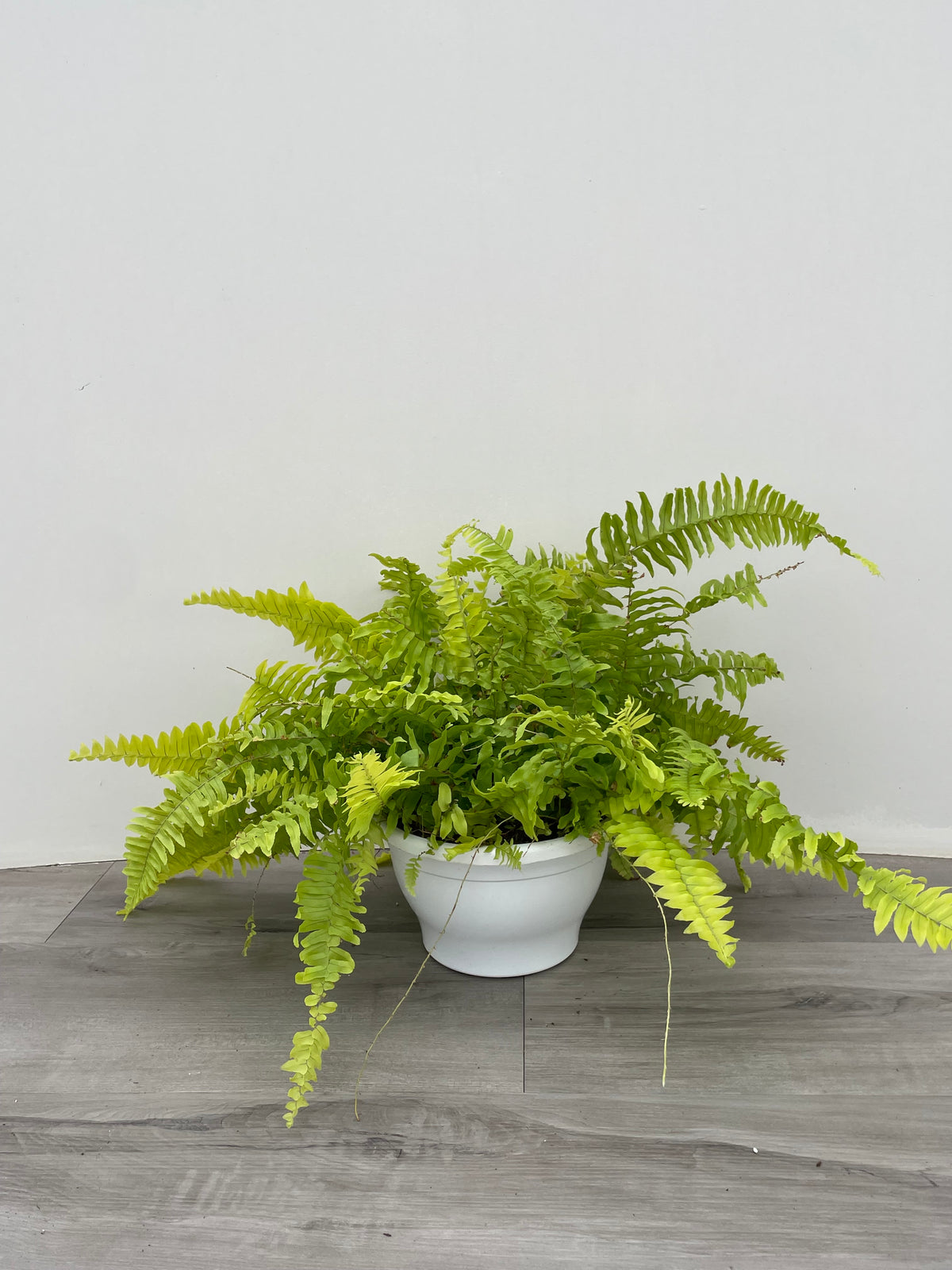 Boston Fern 'Blondie'