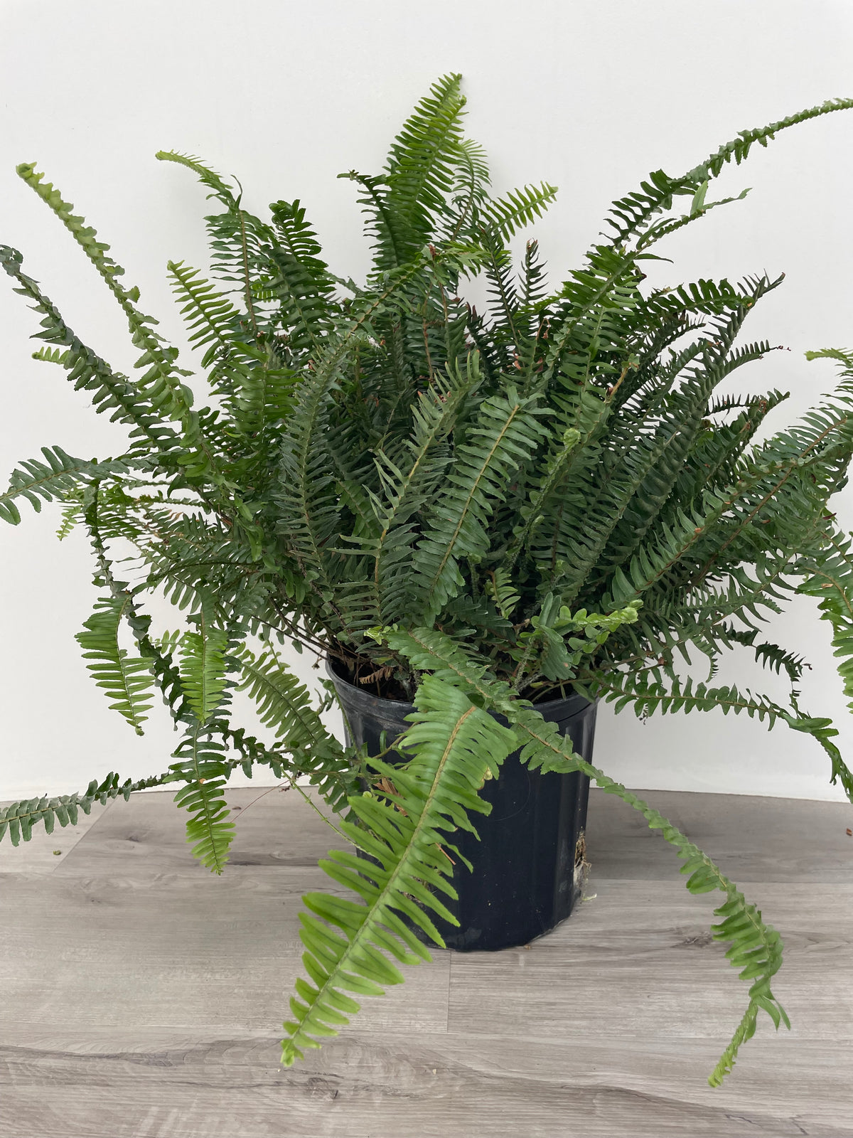 Kimberly Queen Fern