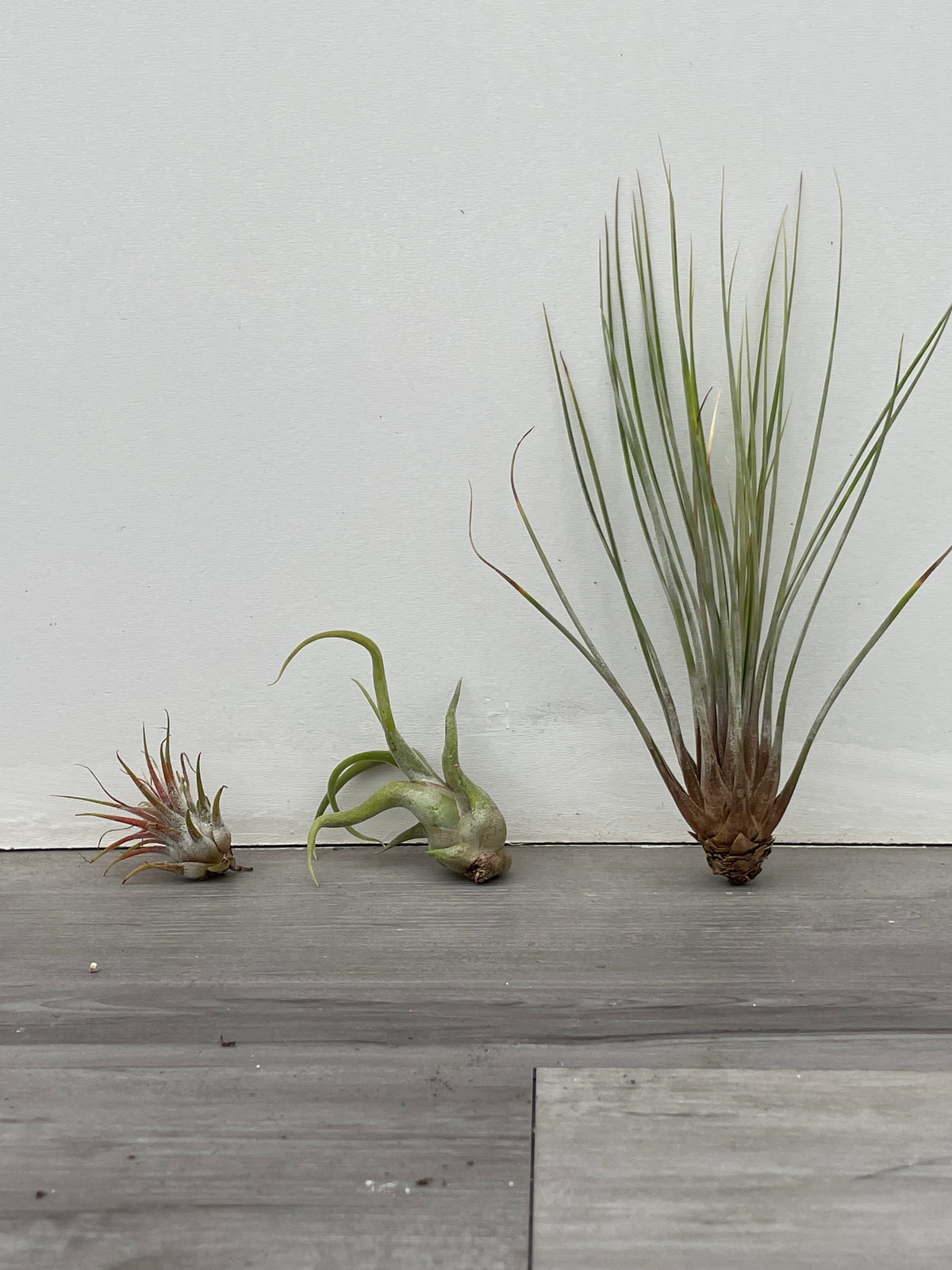 Tillandsia 'Air Plant' 3 Pkg.