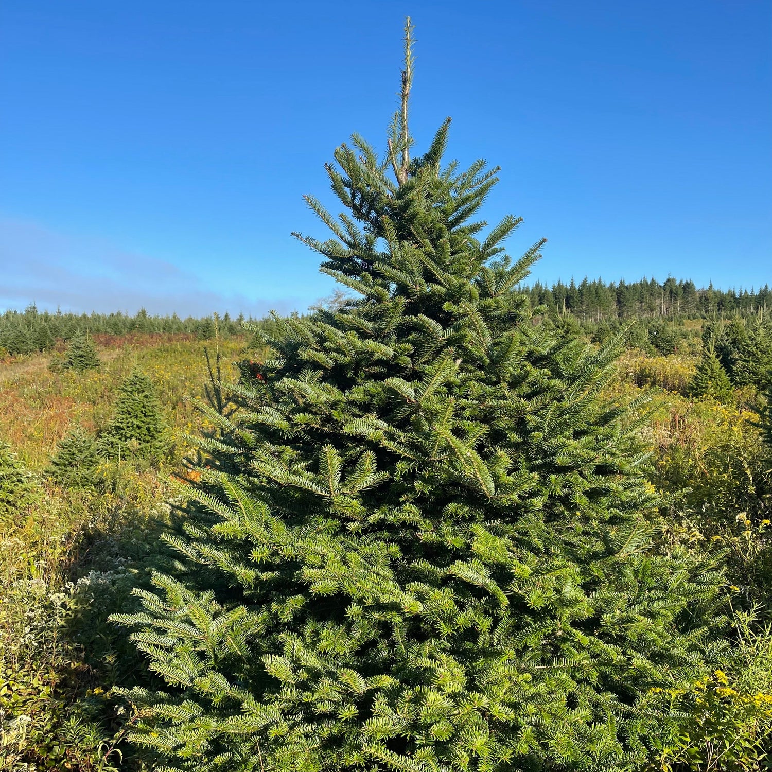 #1 Balsam Fir 4-6ft