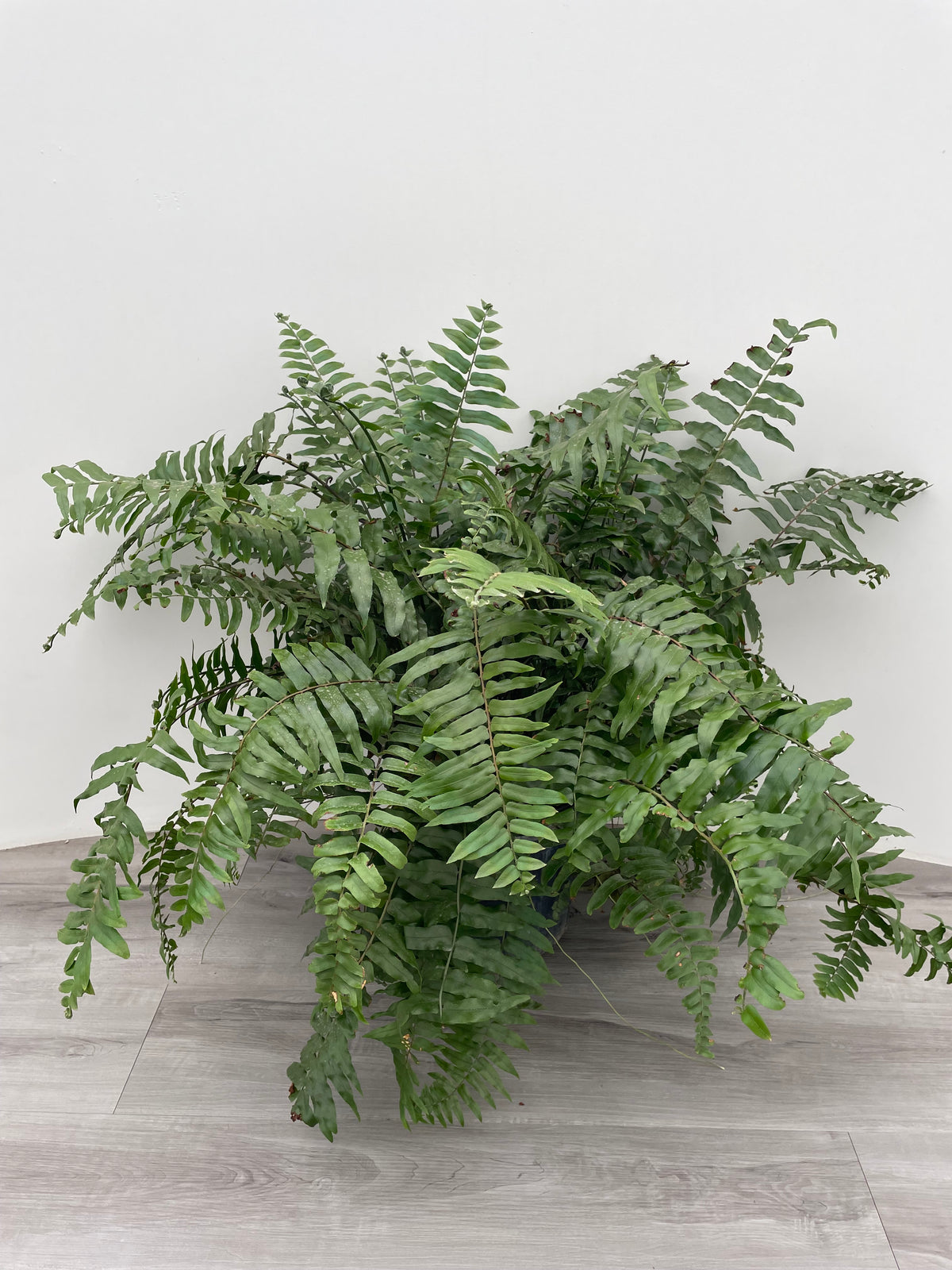 Macho Fern