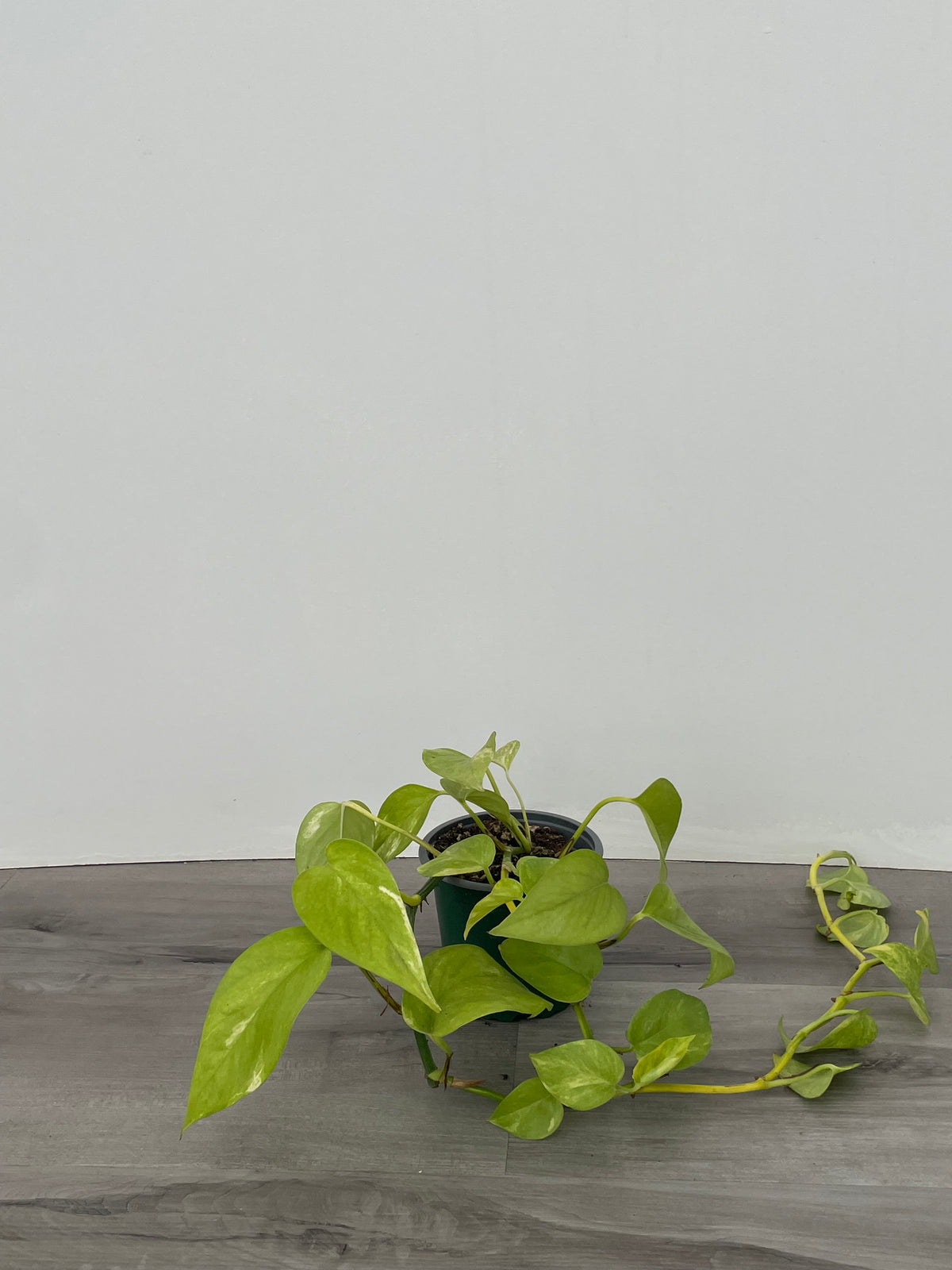 Golden Pothos