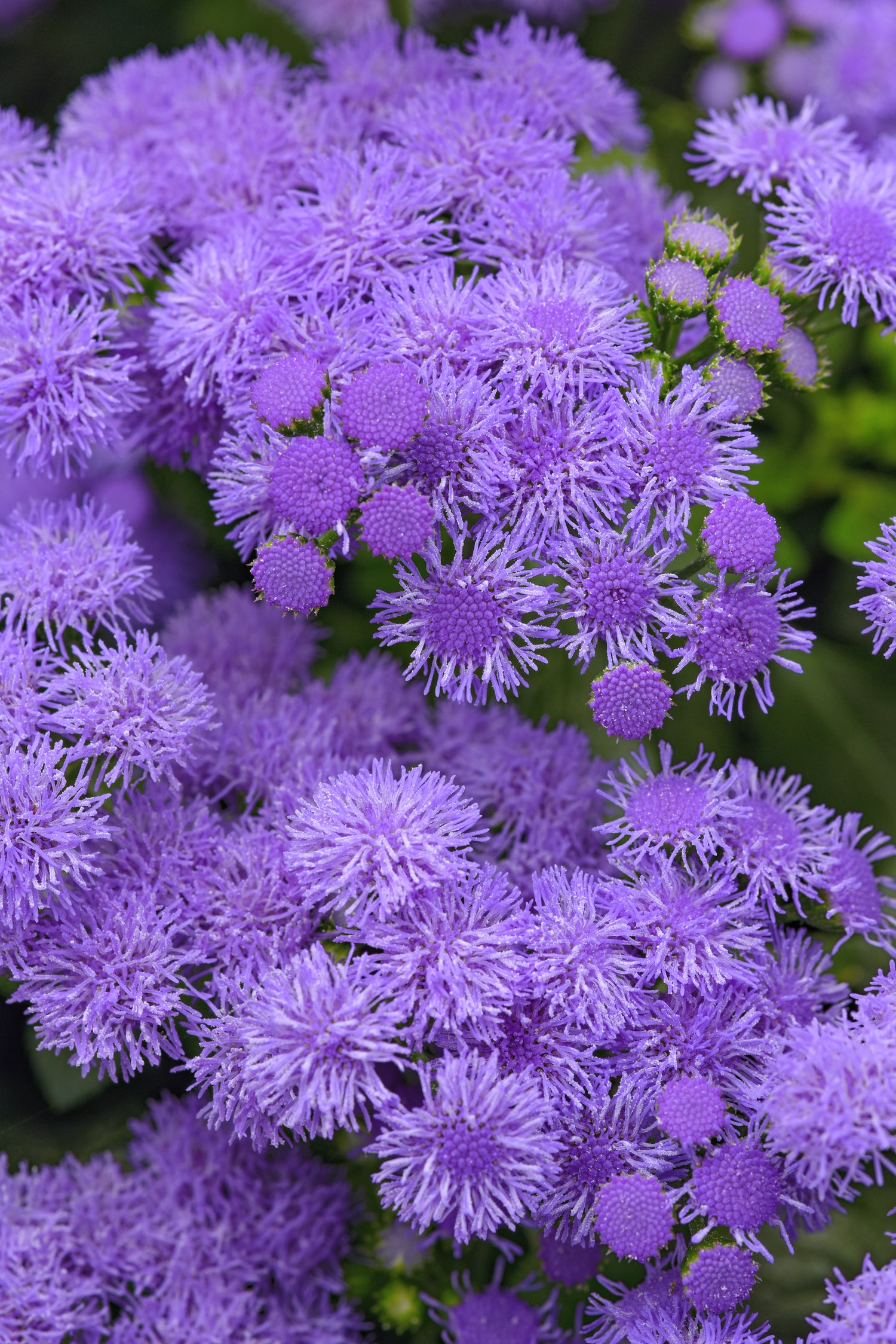 Ageratum 'Monarch Magic'