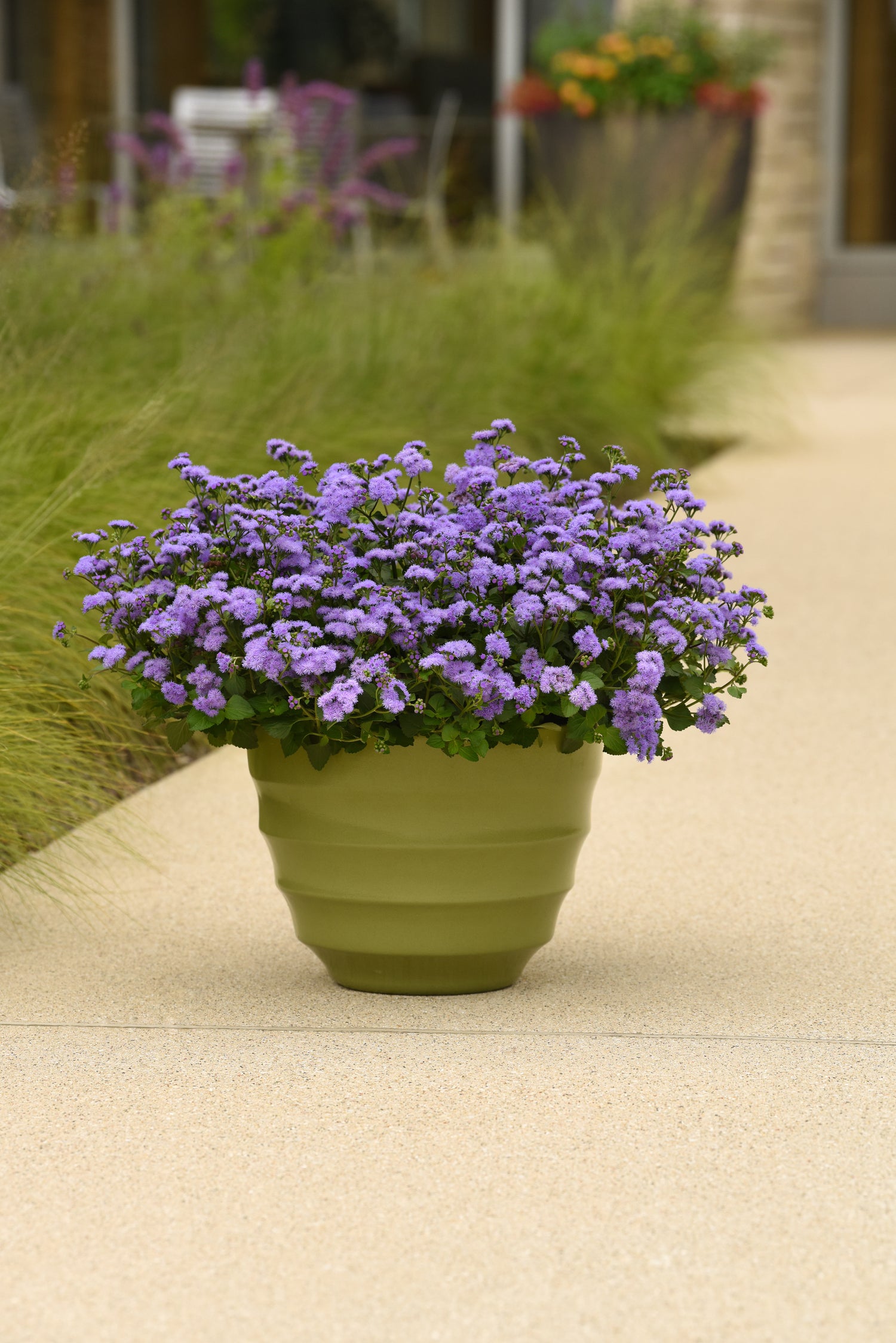 Ageratum 'Monarch Magic'