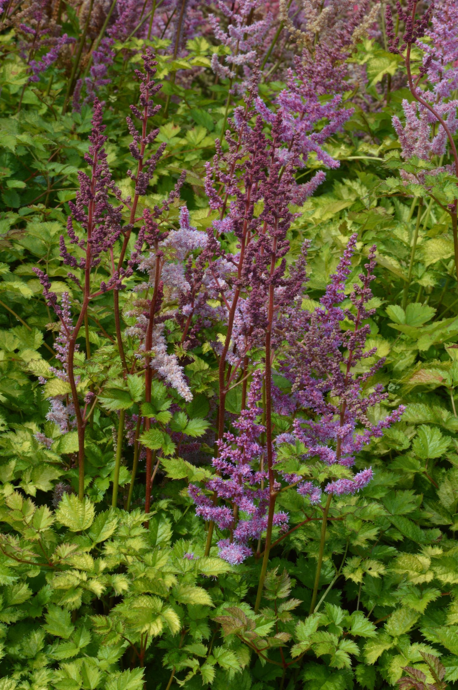 Astilbe 'Color Flash Lime'