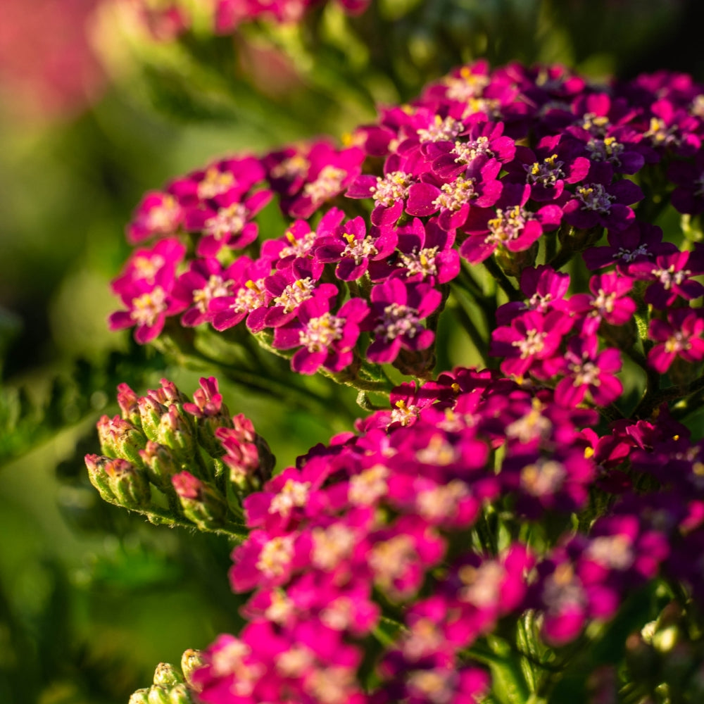 Achillea Yarrow 'Milly Rock Rose'