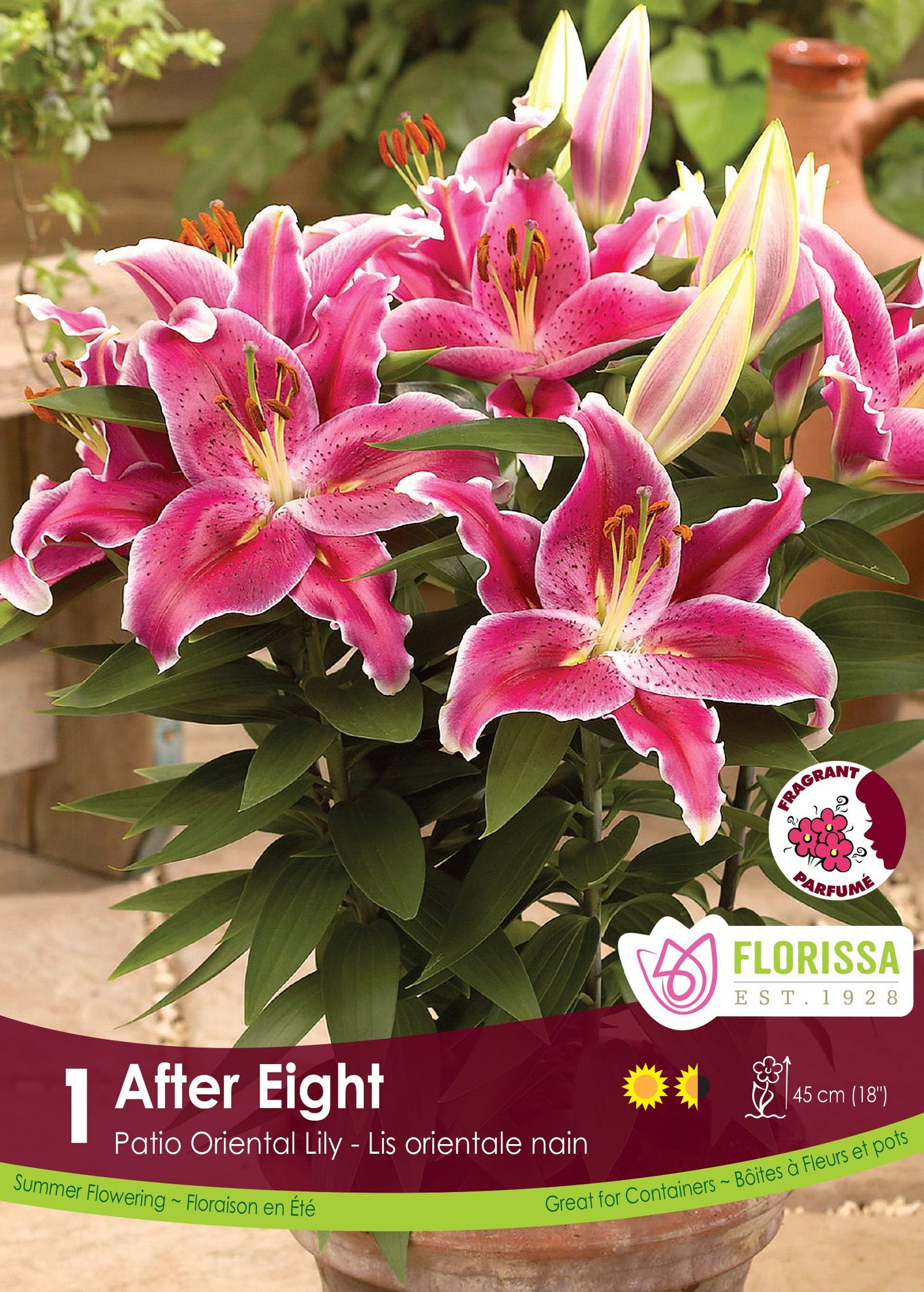 Oriental Lily 'After Eight'