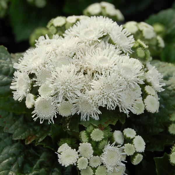 Ageratum 'Aloha' Series