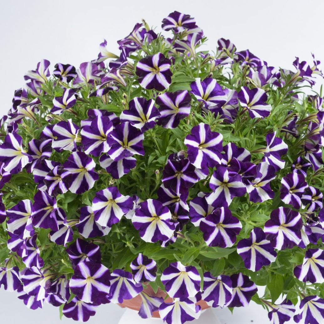 Petunia 'Amore®' Series