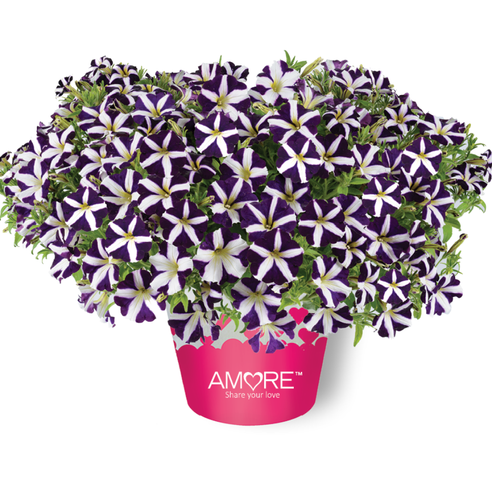 Petunia 'Amore®' Series