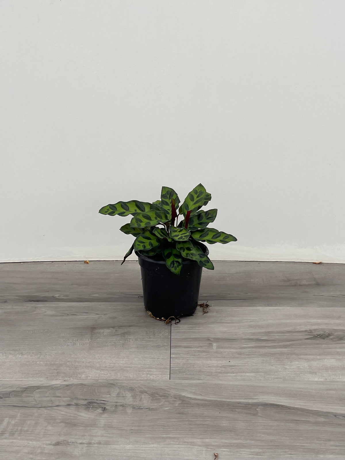 Calathea  Rattlesnake