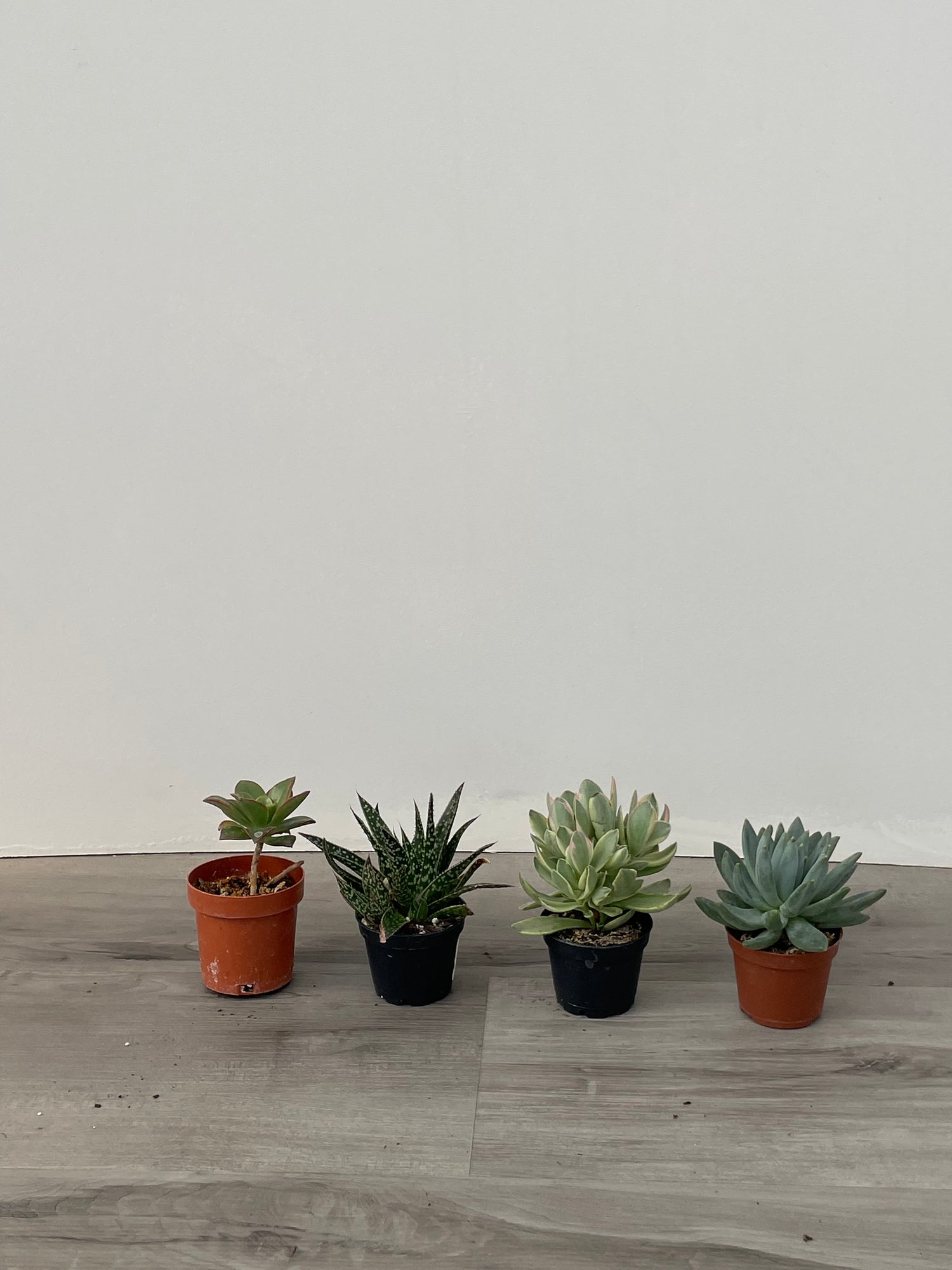 2.5" Assorted Succulents
