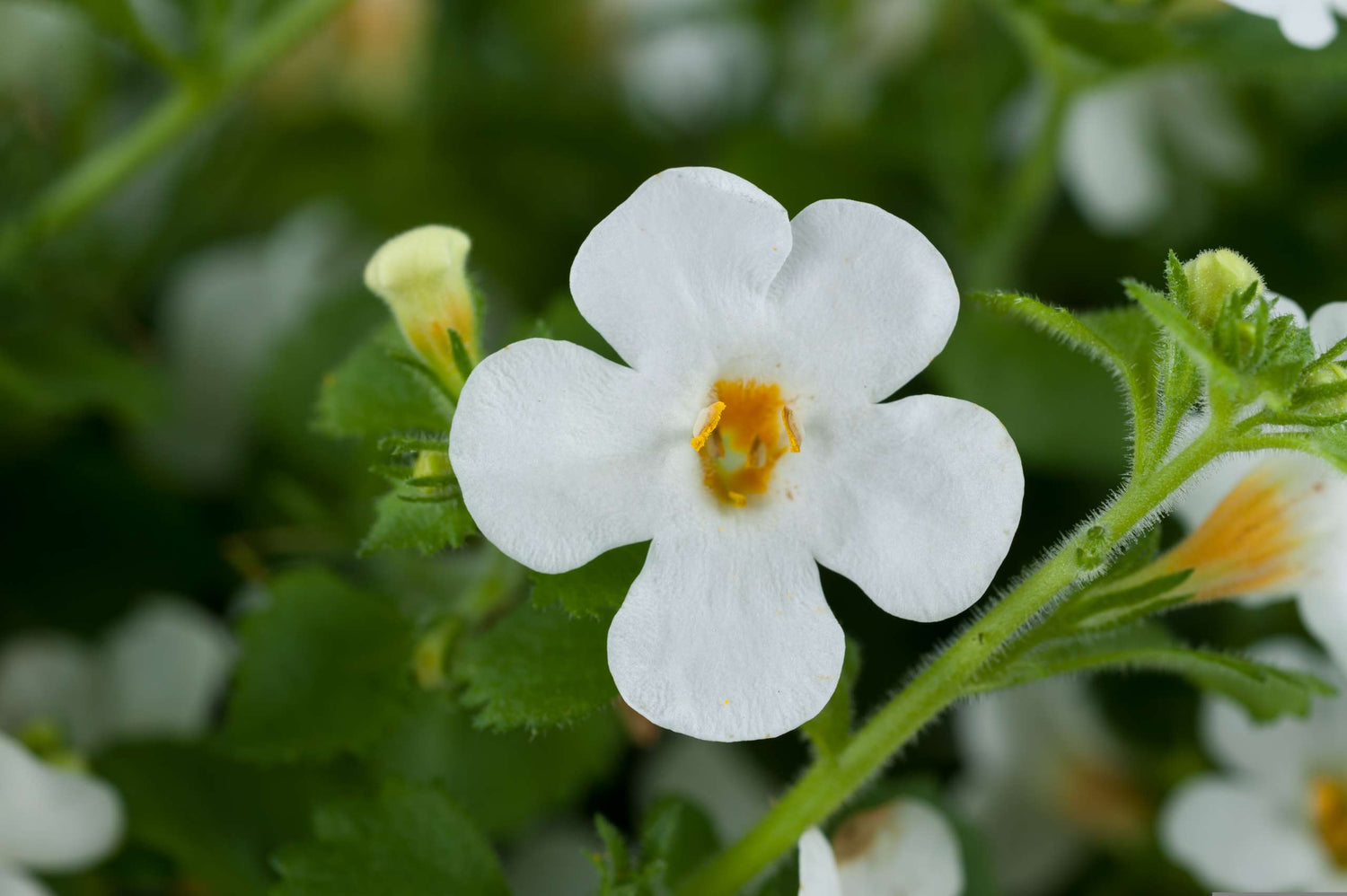 Bacopa 'Gulliver Compact' Series