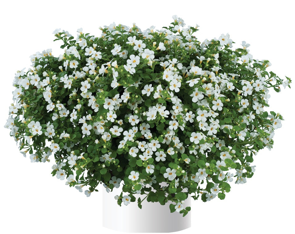 Bacopa 'Gulliver Compact' Series