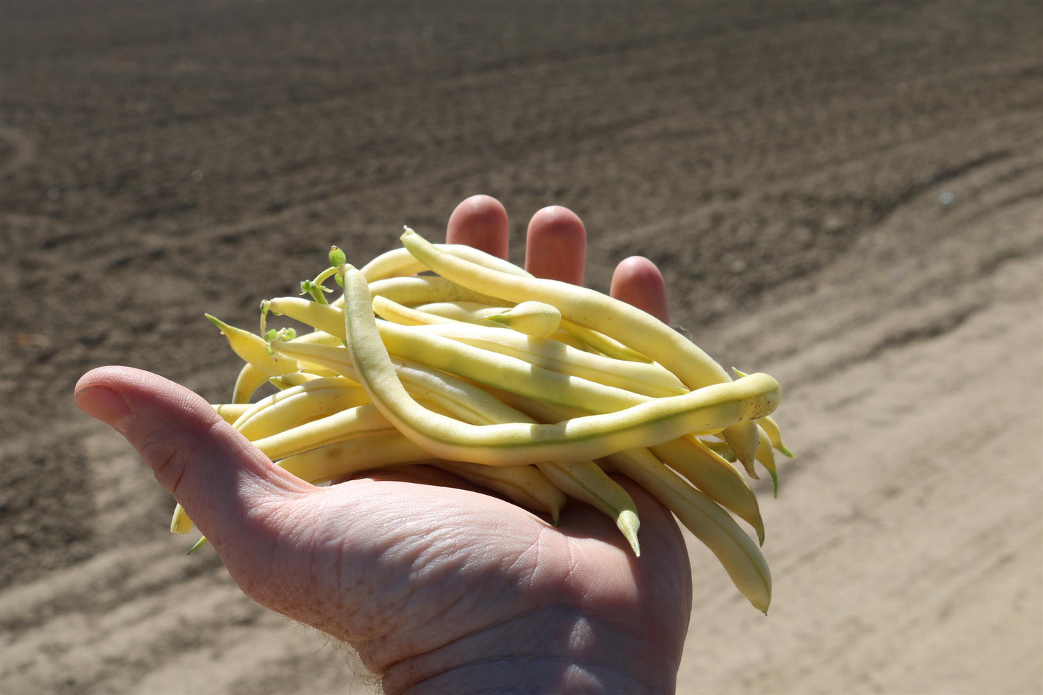 Bean 'Gold Rush'