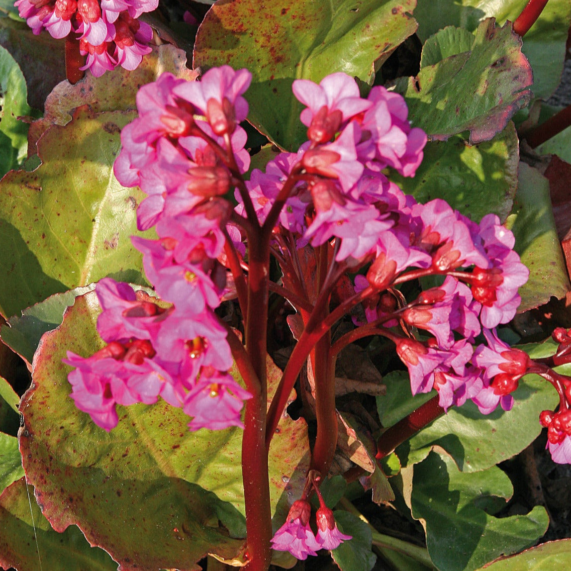 Bergenia 'Cambridge Rose'