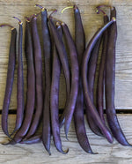 Royal Burgundy Beans - West Coast Seeds