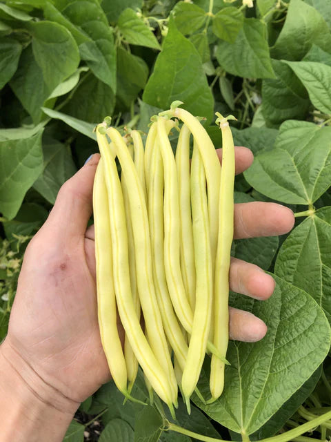 Gold Rush Certified Organic Bean