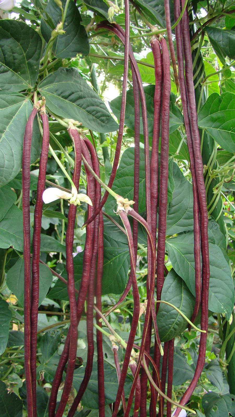 Red Noodle Asparagus Bean