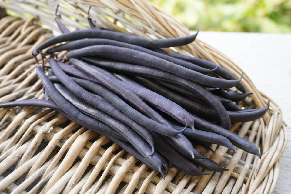 Purple Queen Improved Bean