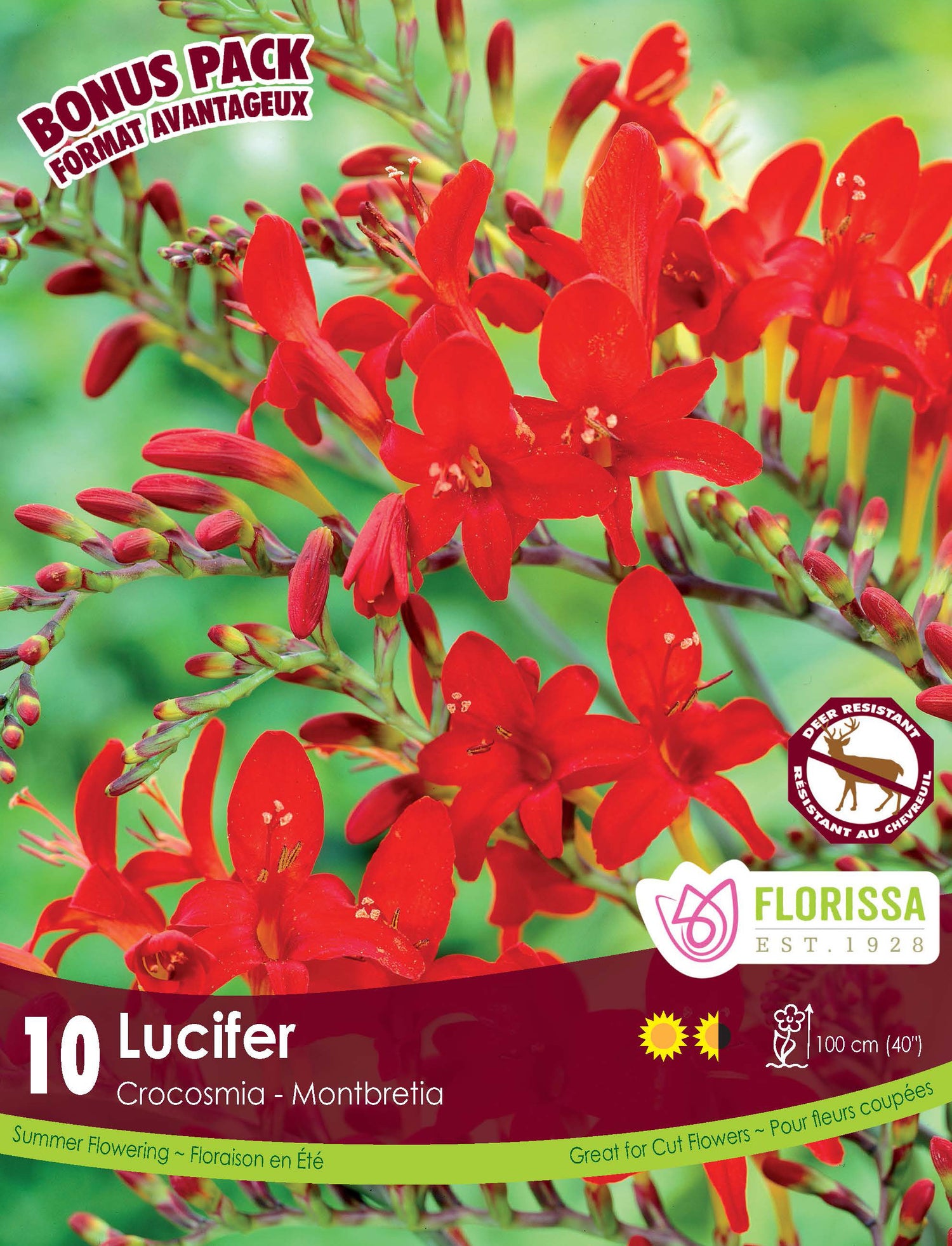 Lucifer Crocosmia