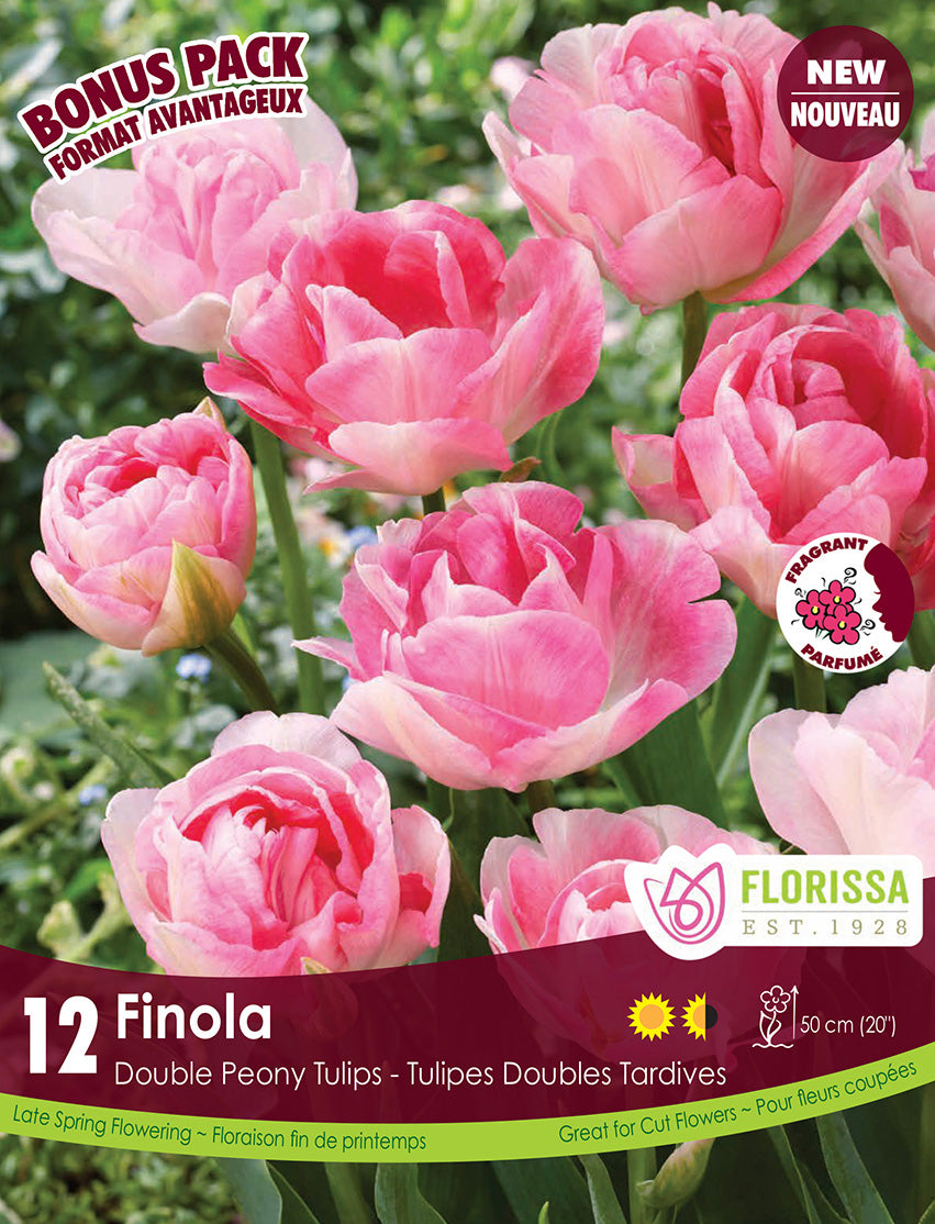 Tulip 'Finola'
