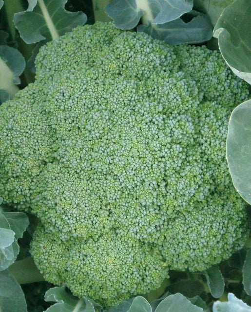 Green Magic Broccoli