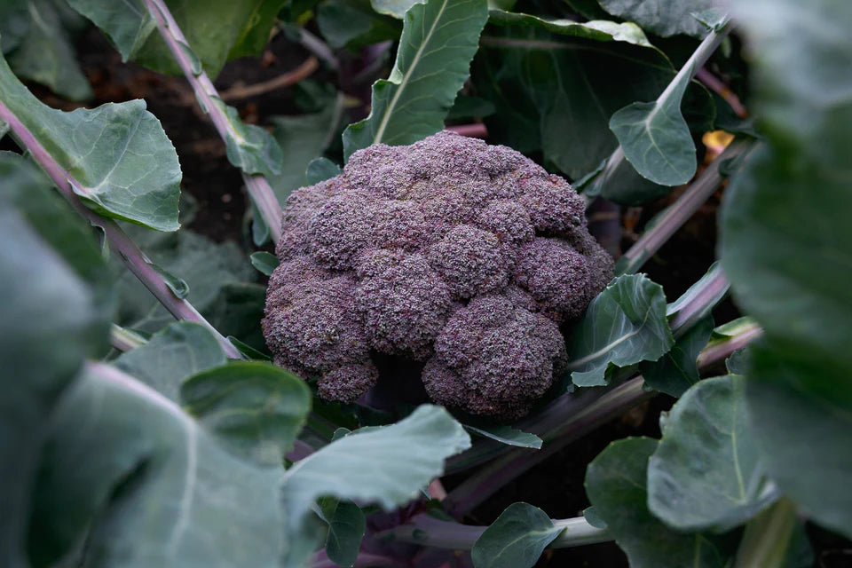 Purple Magic Broccoli