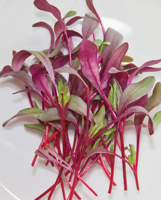 Microgreens Beets
