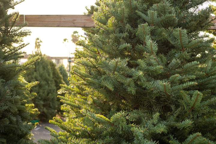 Premium Balsam Fir 6-7ft