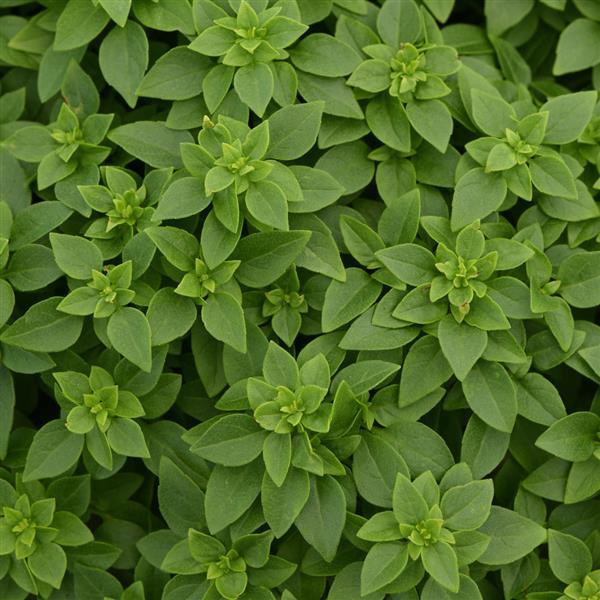 Basil 'Bonsai'