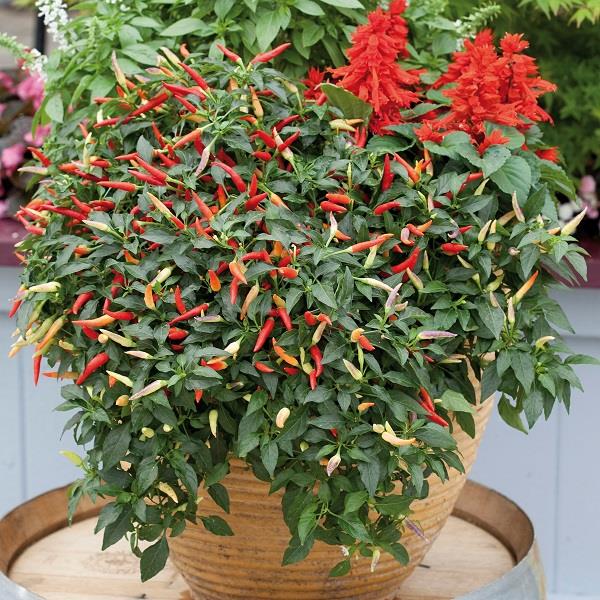 Hot Pepper 'Basket of Fire'