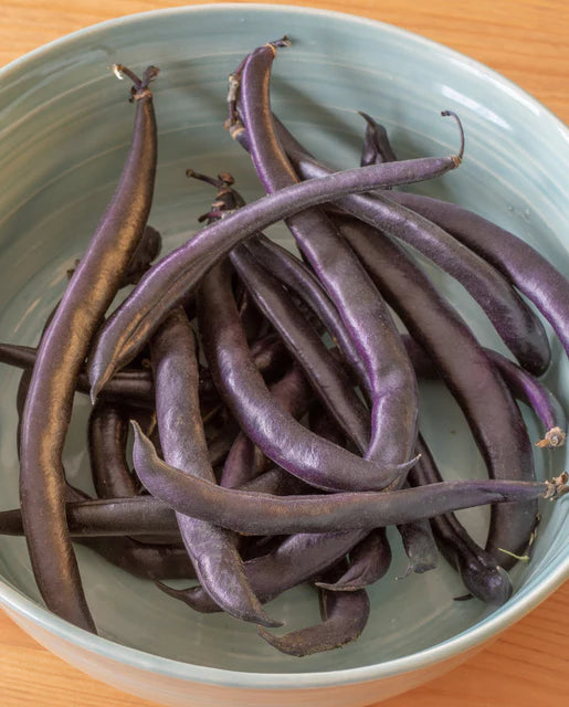 Bean 'Purple Queen'