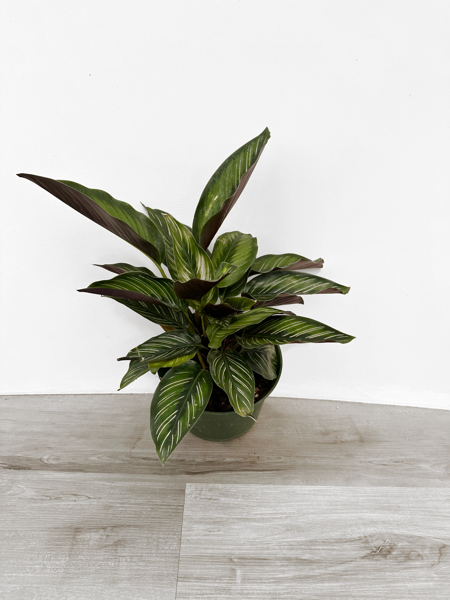 Calathea  Beauty Star