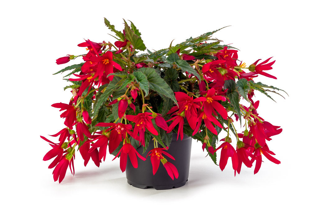 Begonia 'Boliviensis'
