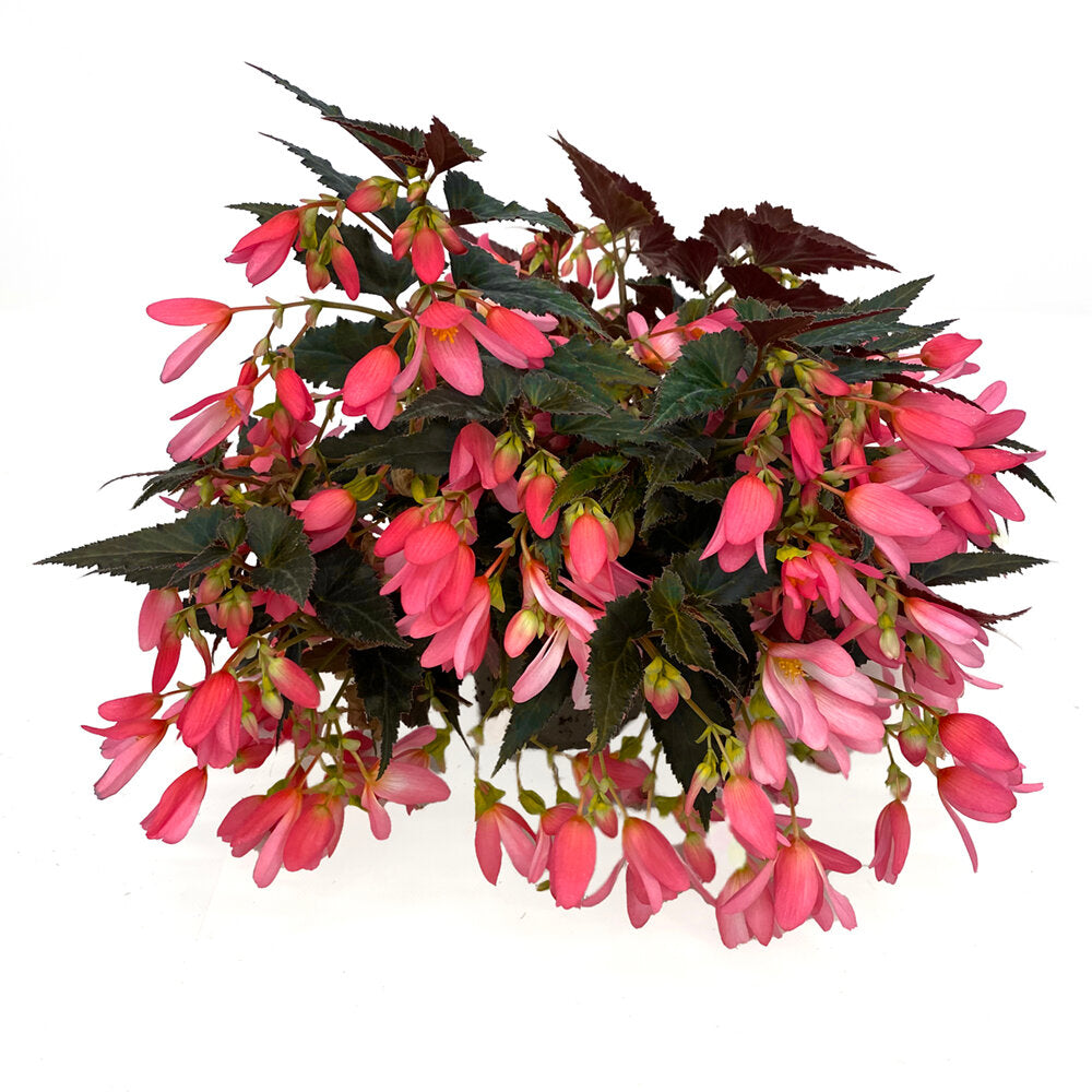 Begonia 'Boliviensis'