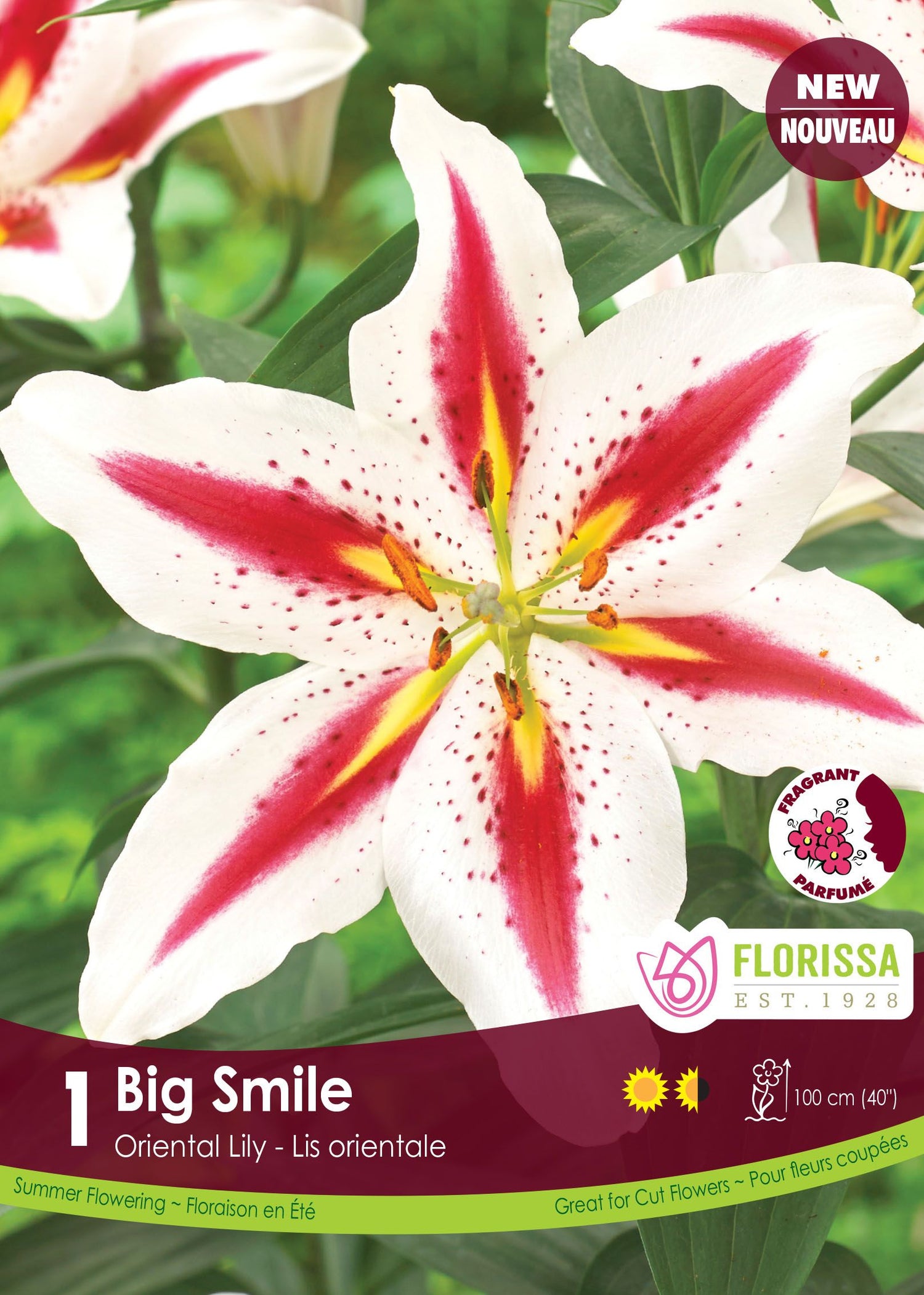 Oriental Lily  'Big Smile'
