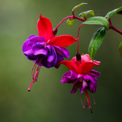 Fuchsia 'Trailing' Series