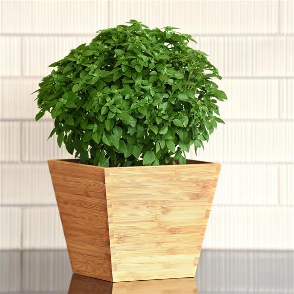 Basil 'Bonsai'