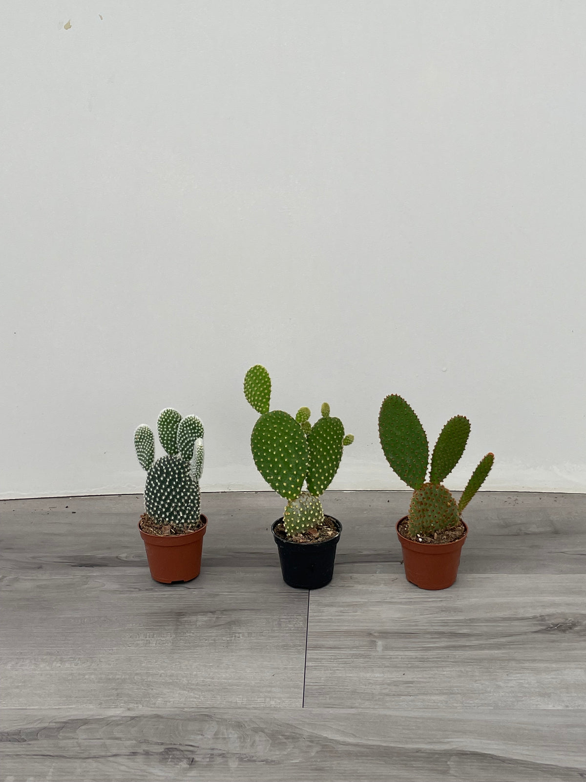 Oputina 'Prickly Pear Cactus'
