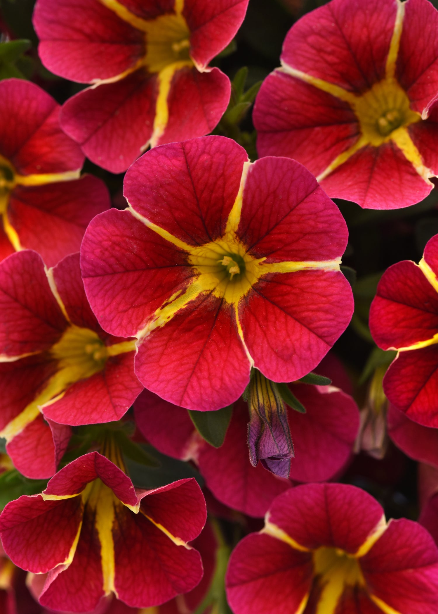 Calibrachoa 'MiniFamous Neo' Series