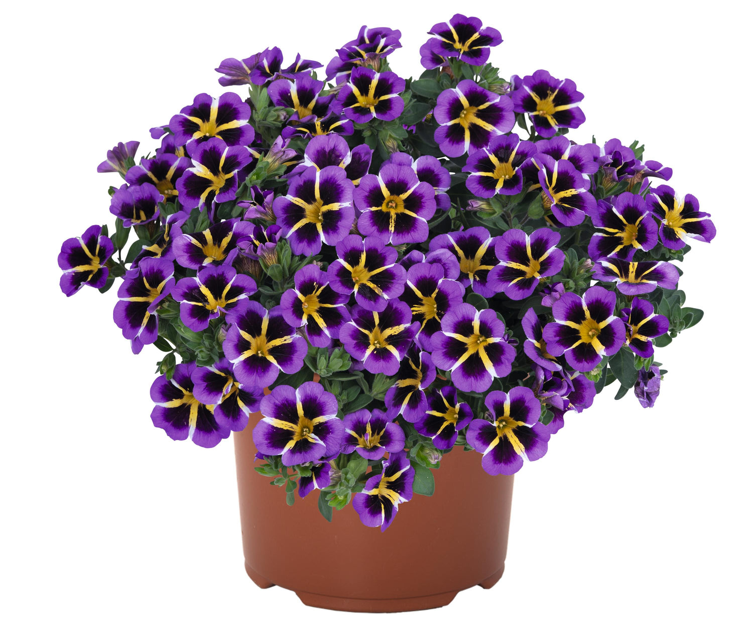 Calibrachoa 'Tik Tok' Series