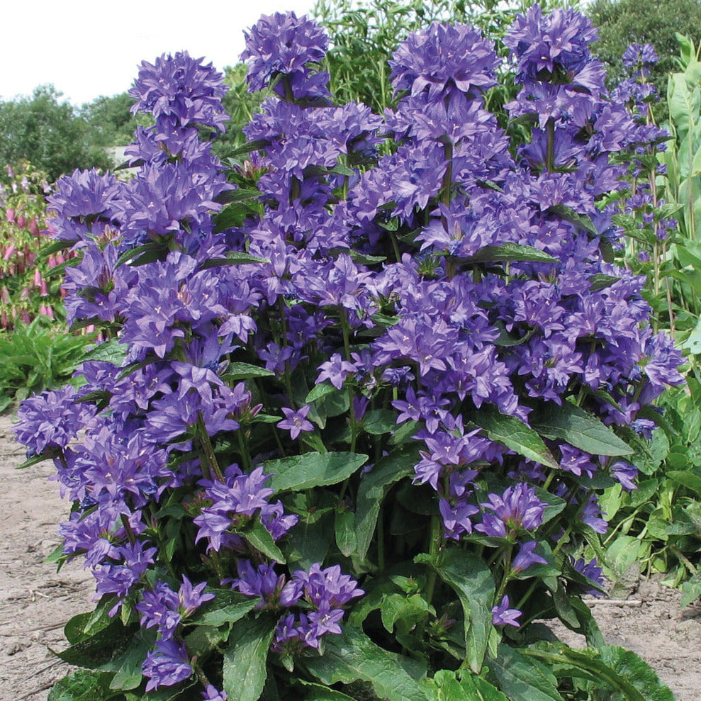Campanula Bell Flower 'Clustered'