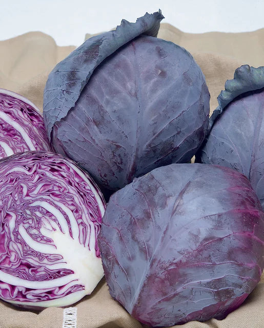 Ruby Ball Improved Cabbage
