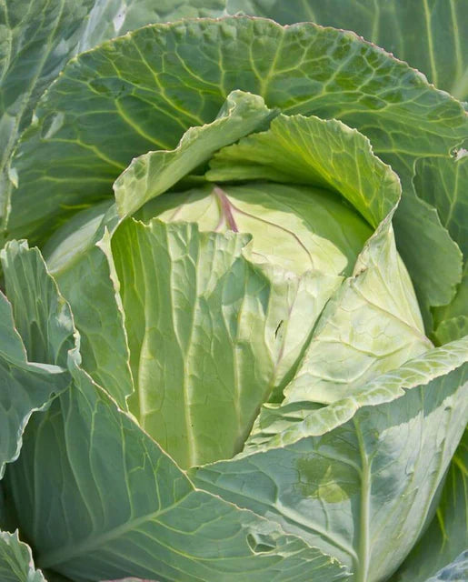 Copenhagen Market Cabbage