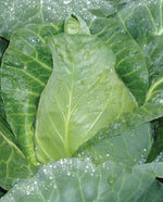 Caraflex Coated Organic Cabbage - West Coast Seeds