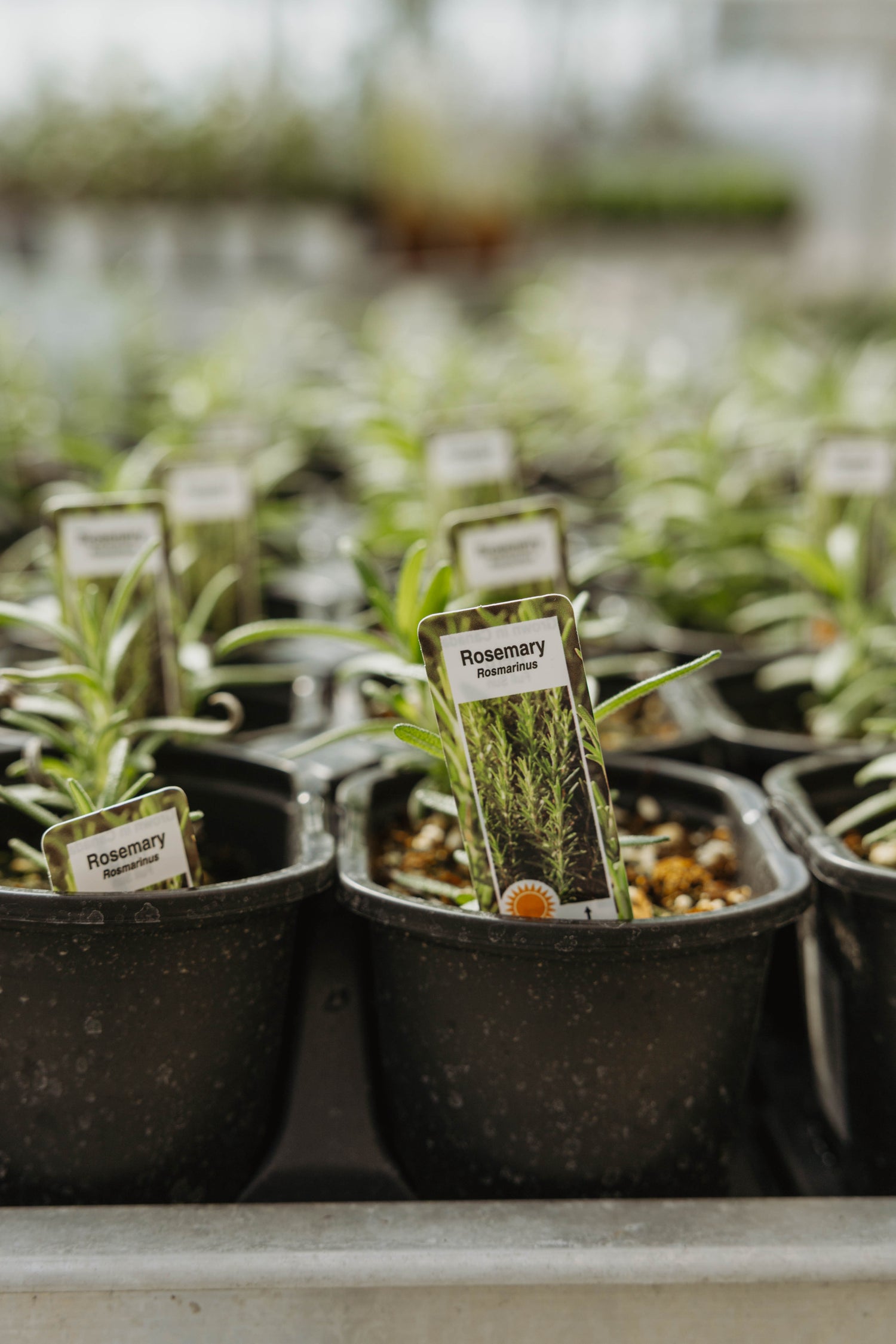 Rosemary 'Pale Blue'