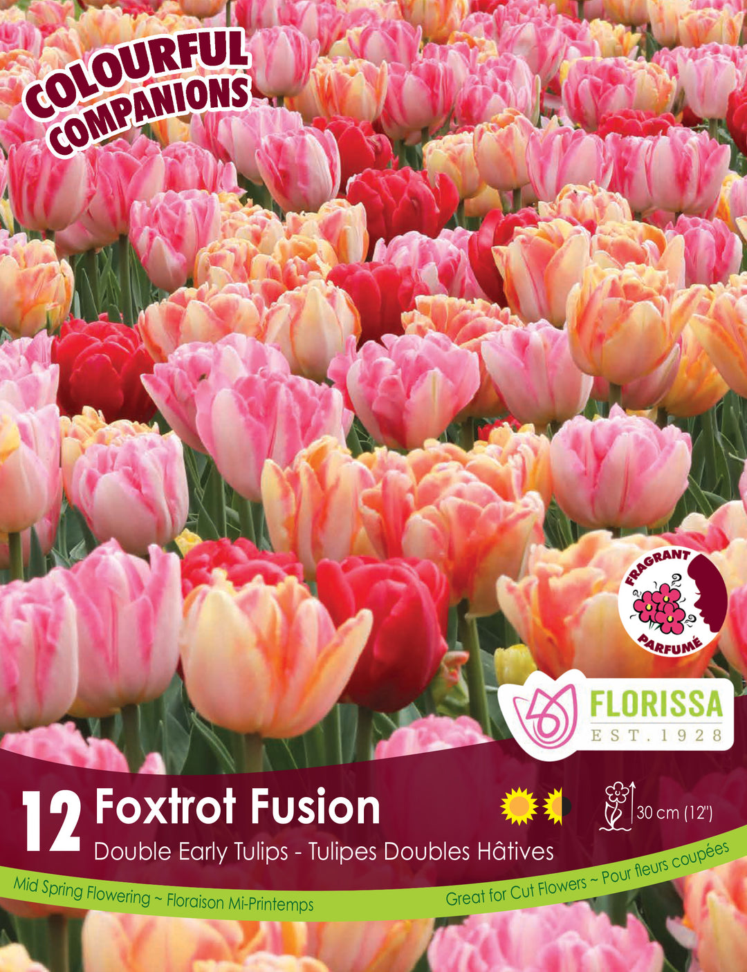 Tulip Colorful Companion 'Foxtrot Fusion'