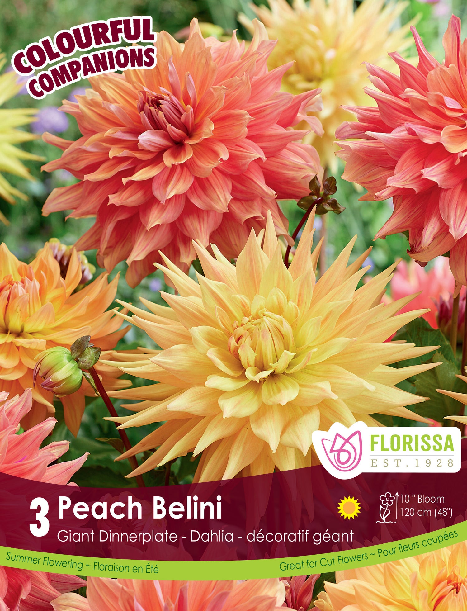 Colouful Companion 'Peach Belini'