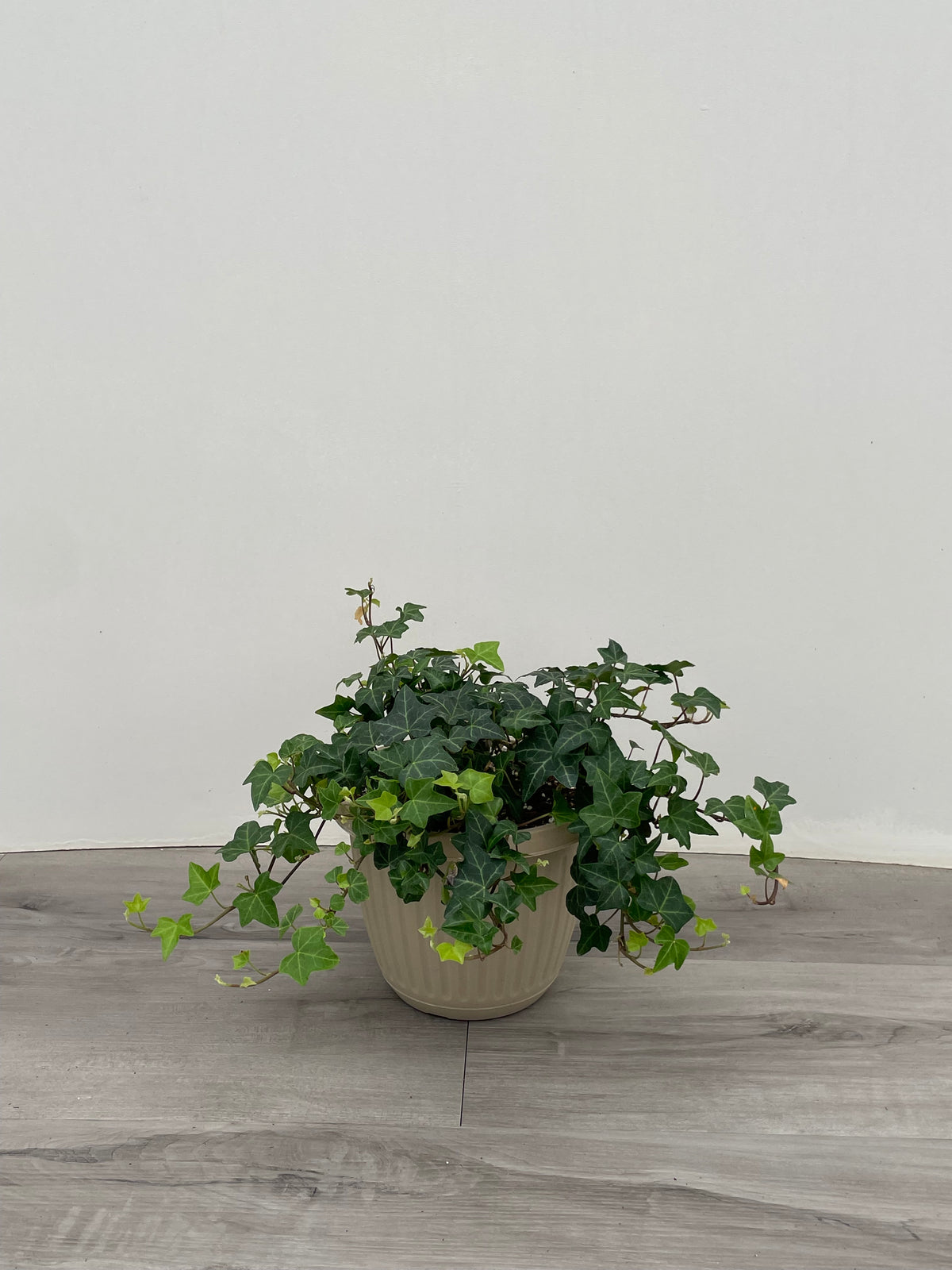 English Ivy - 6" Hanging Basket Asst.